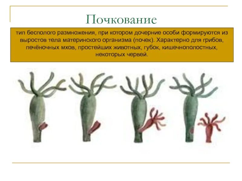 Тип кишечнополостные почкование. Размножение гидры пресноводной. размножение гидры почкование. почкование пресноводной гидры. кишечнополостные гидра почкование.