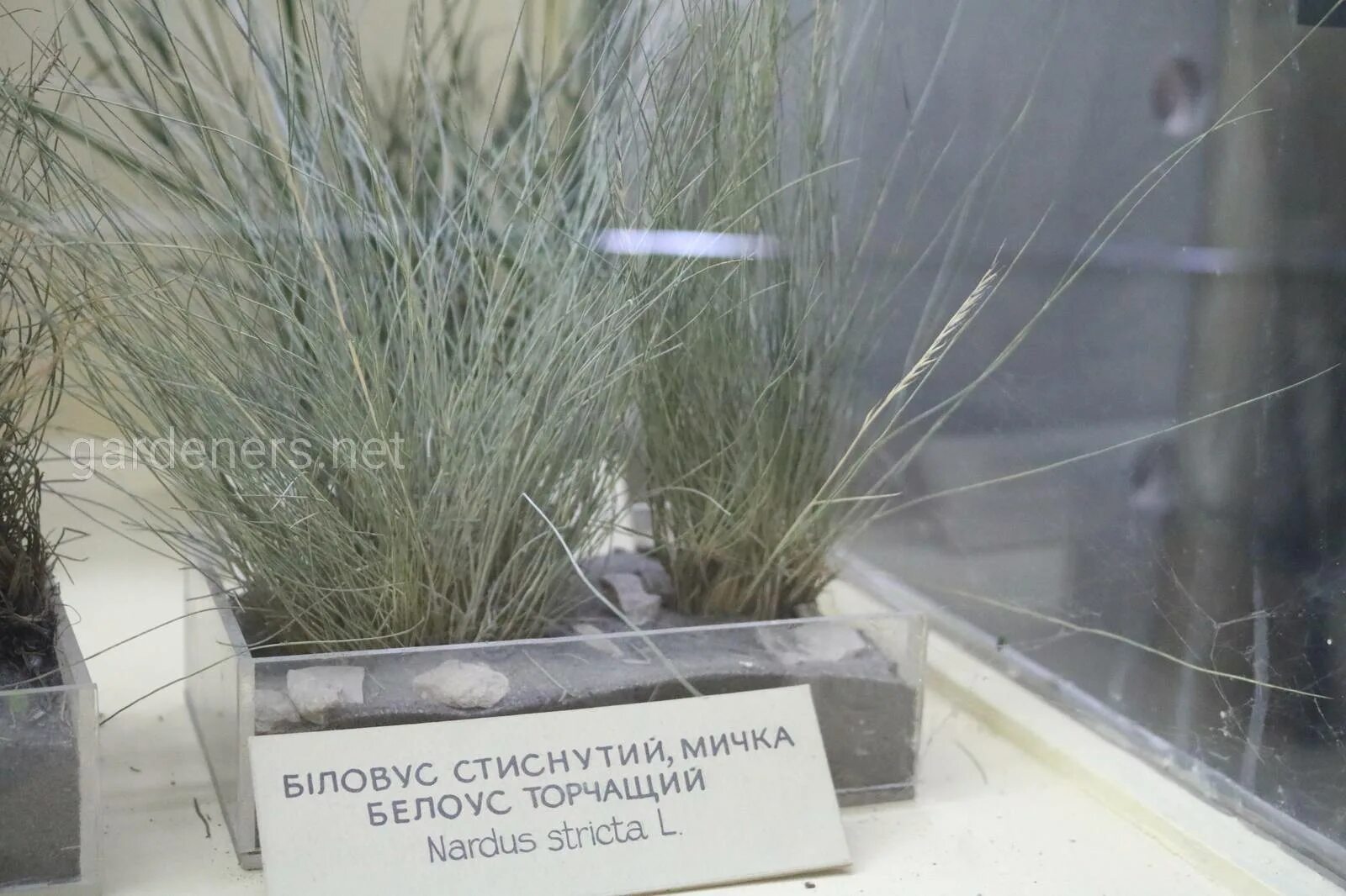 Белоус торчащий. Трава белоус. трава белоус фото. белоус торчащий фото.