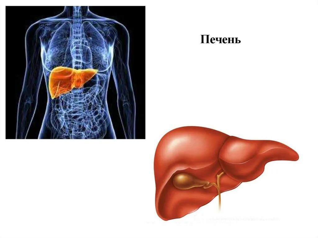Изображение тела человека печень