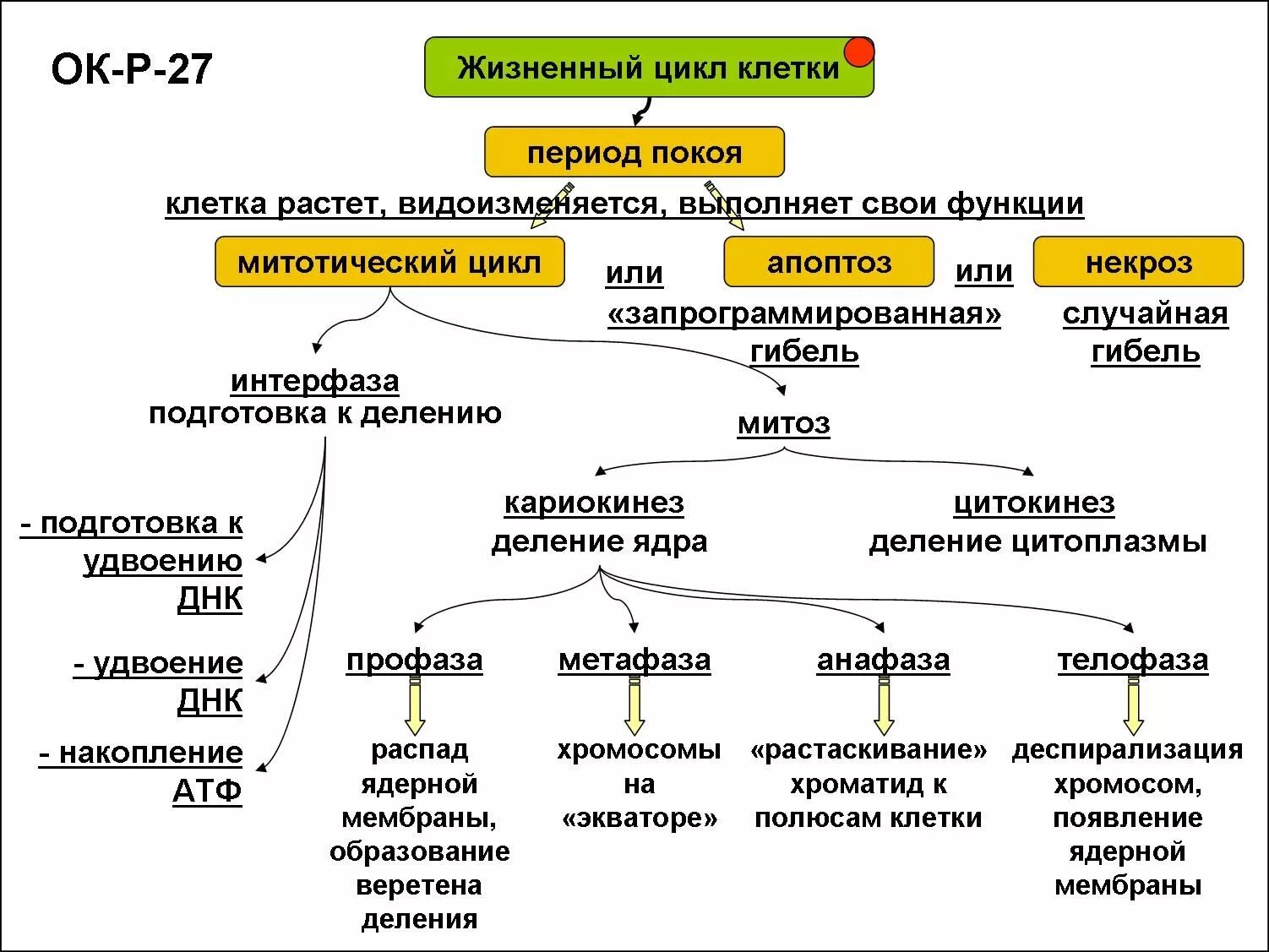 Размножение клетки жизненный цикл