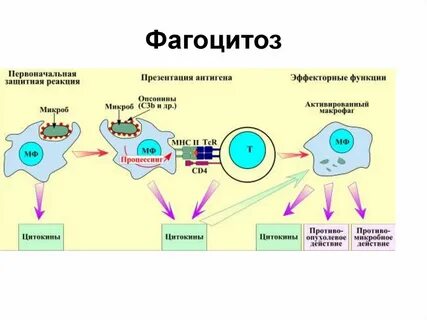 Действие макрофагов
