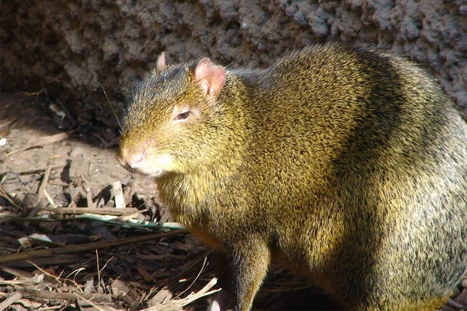олингито родственник енота. животное на букву а 5 букв. найди названия животных в таблице. названия животного 8 букв. название детей лесных животных.