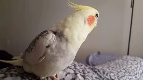 Отдать кореллу