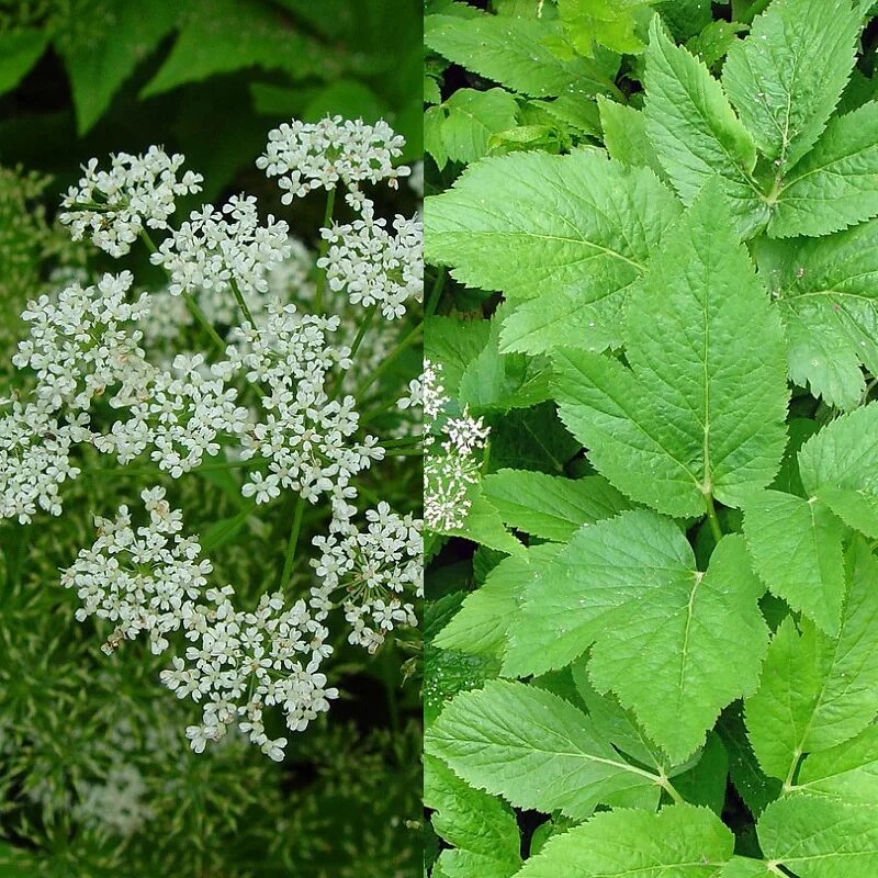 Сныть что это такое. Сныть. сныть (aegopodium podagraria). сныть обыкновенная. сныть трава.