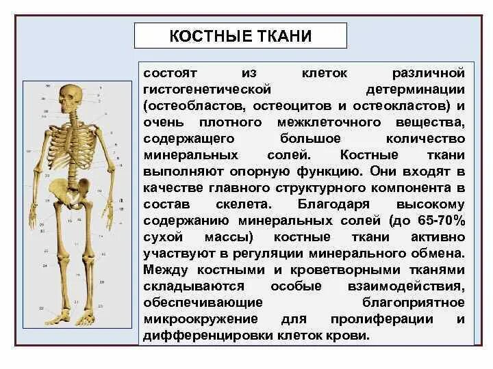 Скелет состоит из костной и тканей
