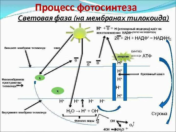 Этапы фотосинтеза схема. Механизм световой стадии фотосинтеза. Процесс фотосинтеза световая фаза схема. Светова фаза фотосинтеза на мембрана.