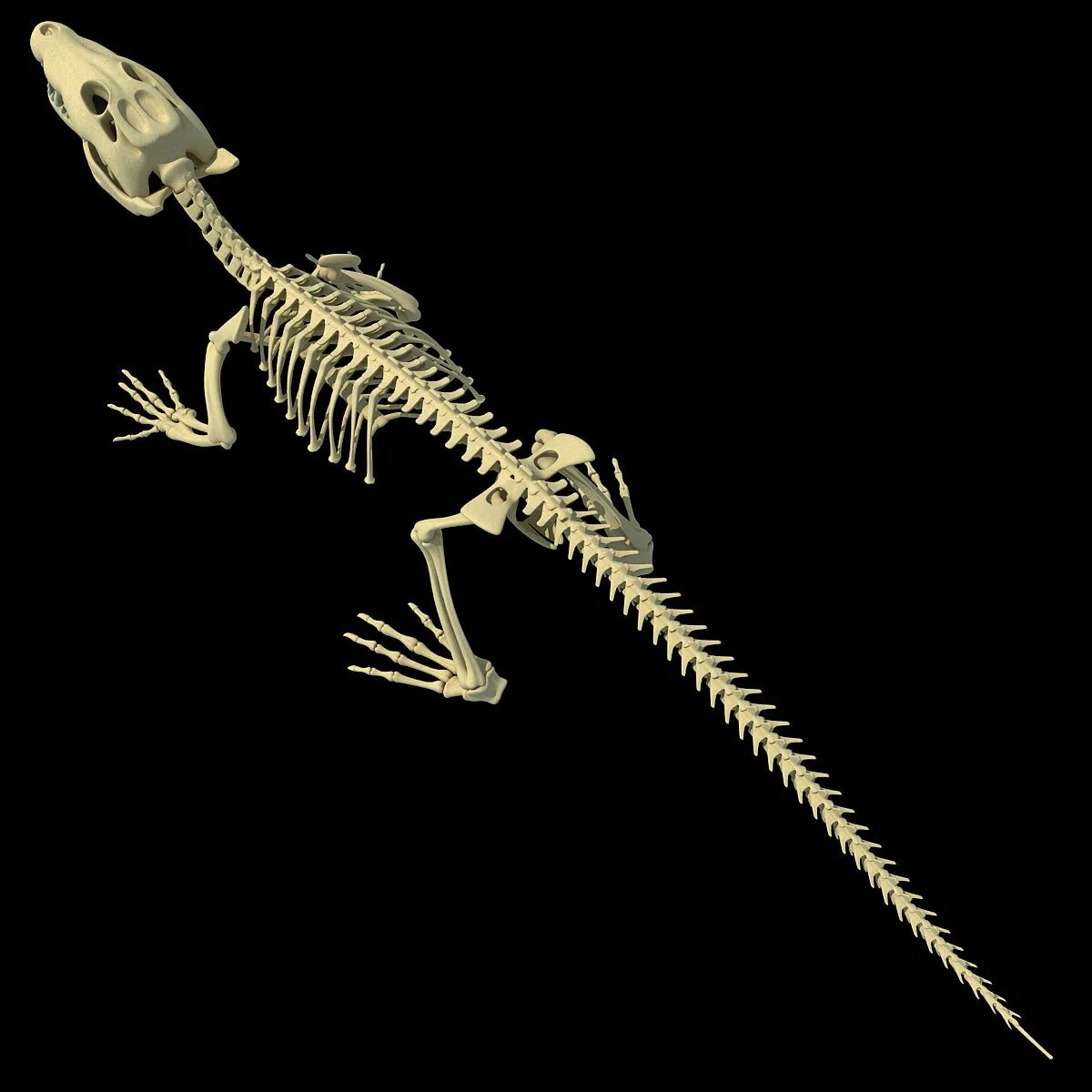 Рептилии ребра. Скелет рамфозух. Скелет нильского крокодила. Скелет аллигатора. Скелет ящера.