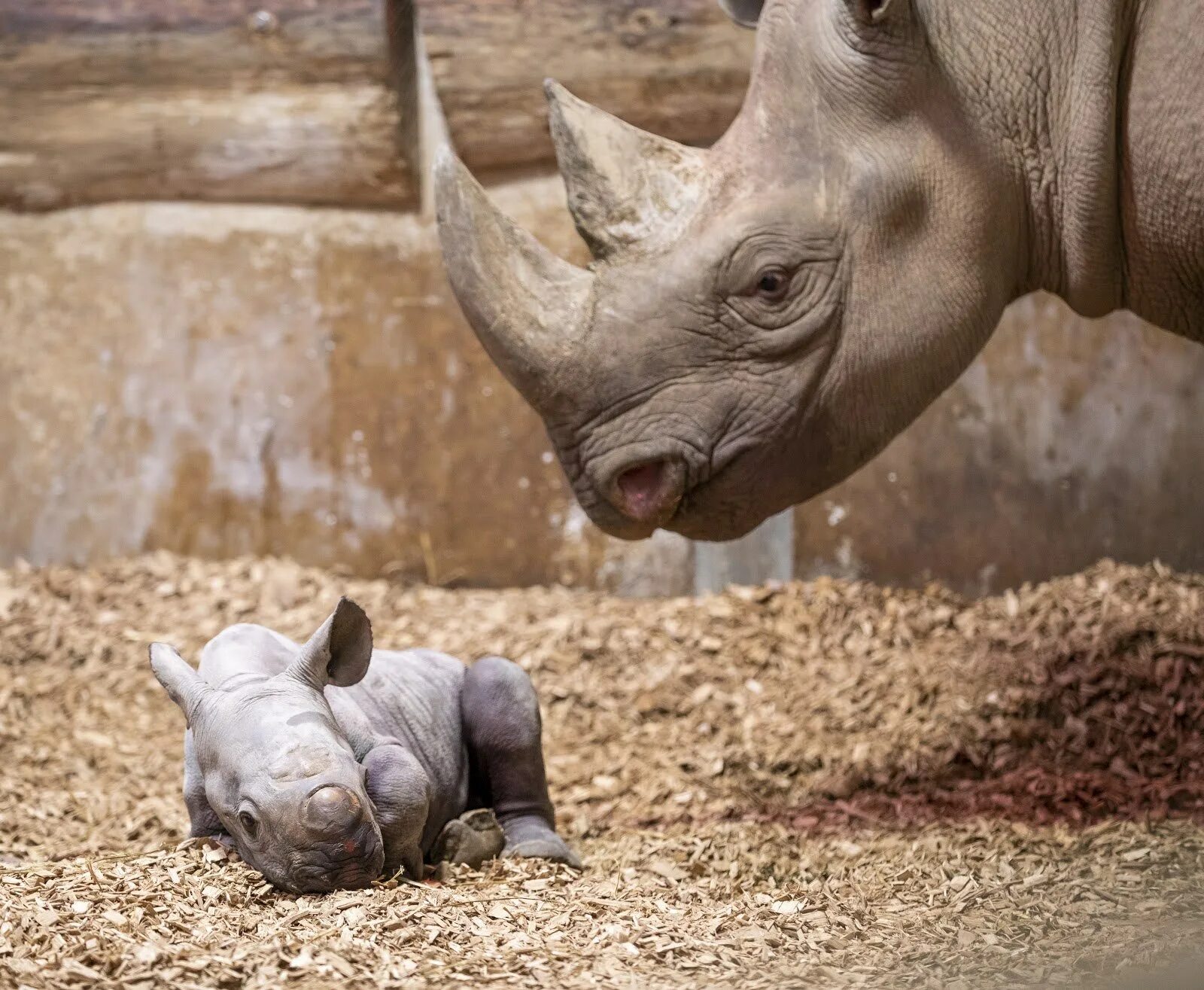 Детеныш носорога. Черный носорог в зоопарке. Сколько детенышей носорога родилось в 2001 году