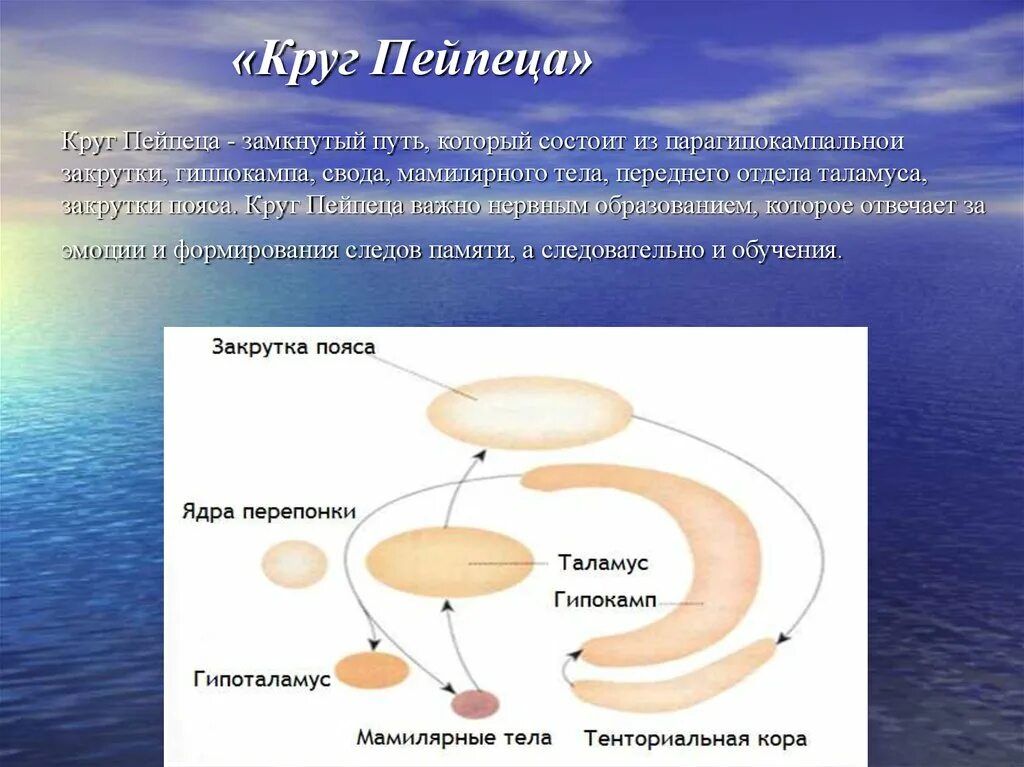 Большой и состоит в основном. Круг Пейпеца лимбическая система. Большой лимбический круг Пейпеца. Большой круг лимбической системы. Круг Пейпеца физиология.