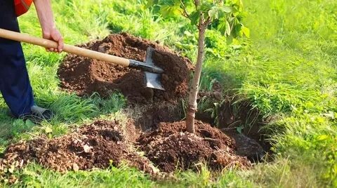 В какое время пересаживать деревья