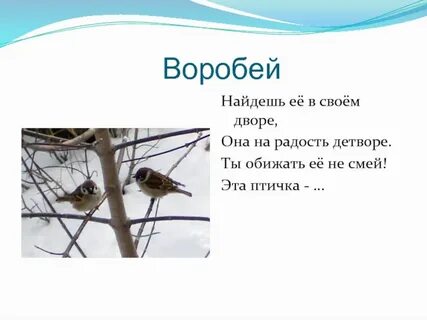 Воробей ответы на вопросы