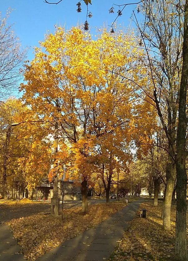 2 сентября осень. Осенняя 2. Могилёв осенью. Котовск фото осени.