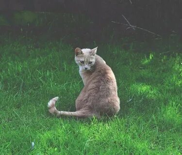 Сидящие животные