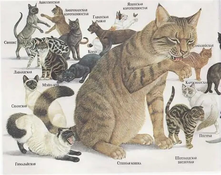 Как выглядели первые коты Pin by maisieblue on Meow Siamese cats, Cats, Cat breeds