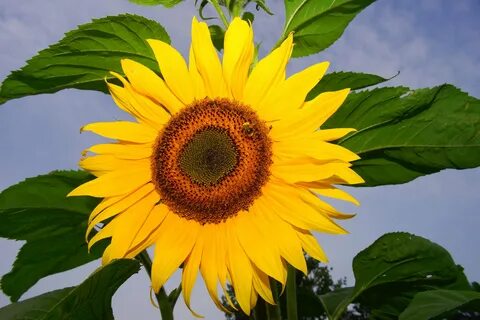 Sunflower plant