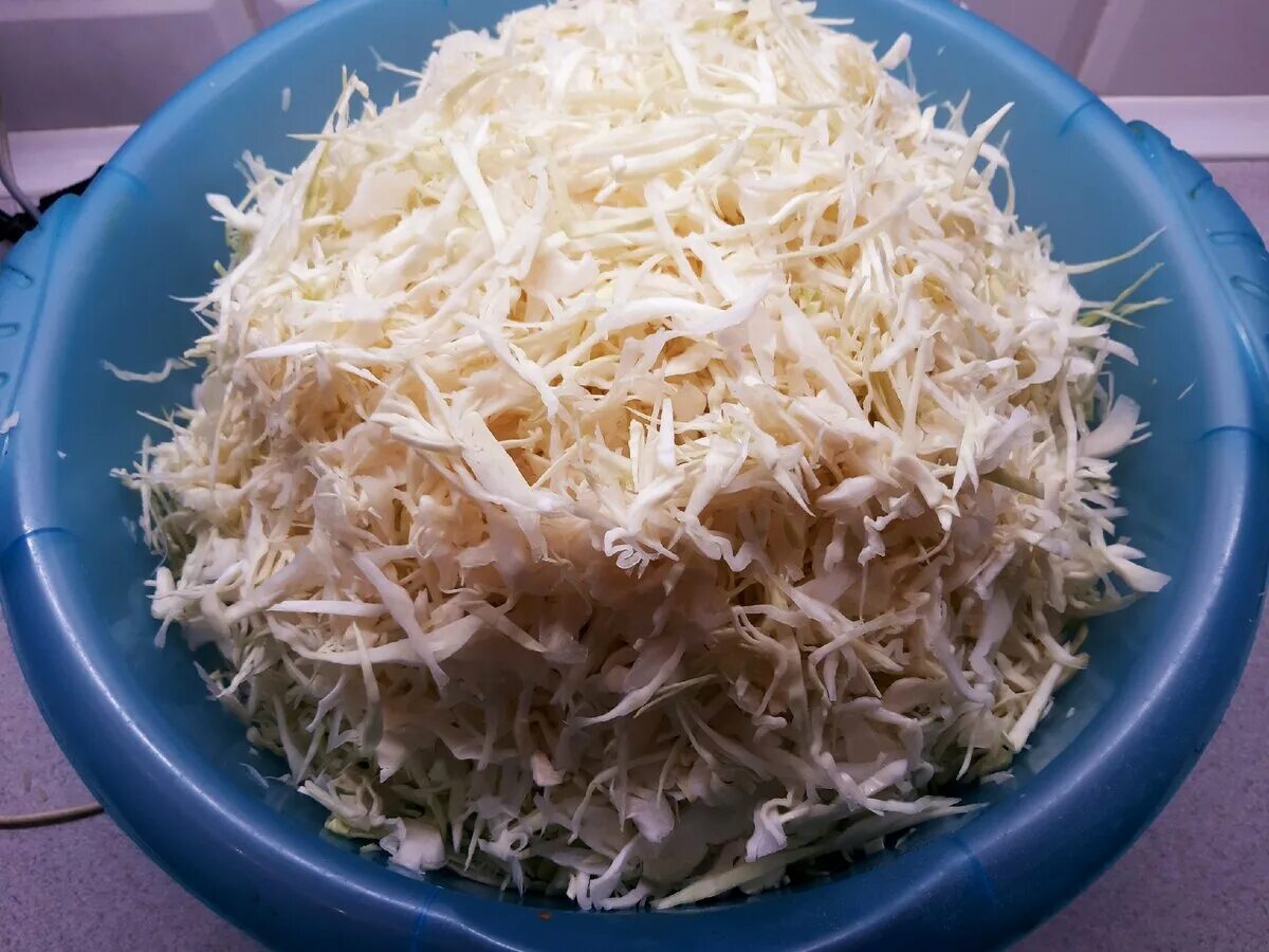 Белая дача капуста с морковью. Лук морковь капуста. Капуста без моркови. Салат из капусты с растительным маслом. Салат с белокочанной капустой.