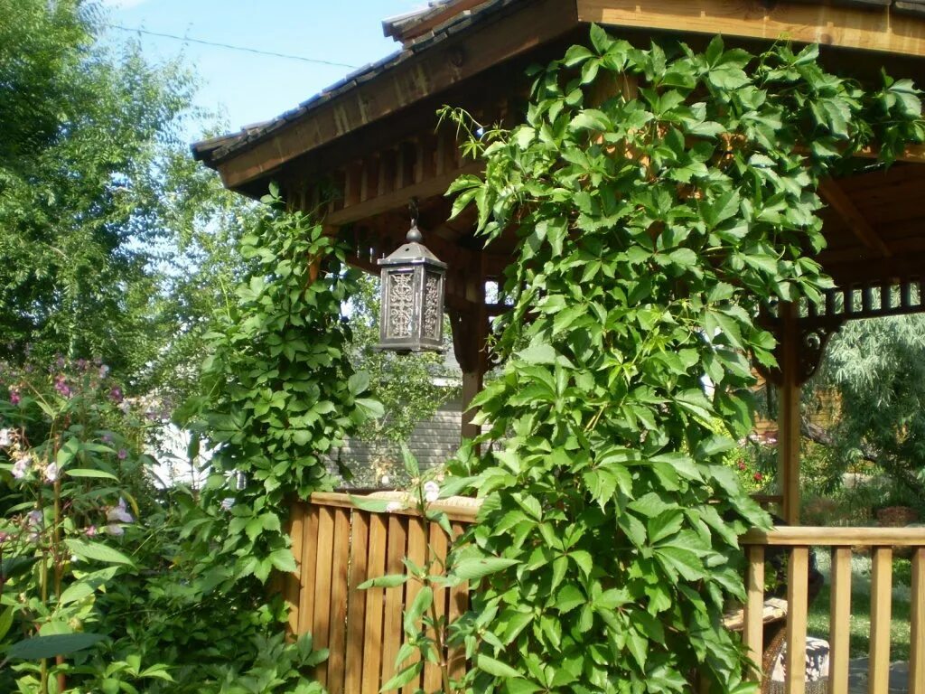 Вьюн участки. Клематис вьюн. Вьюн участки. Клематис вьюнок. Ипомея плющевидная.