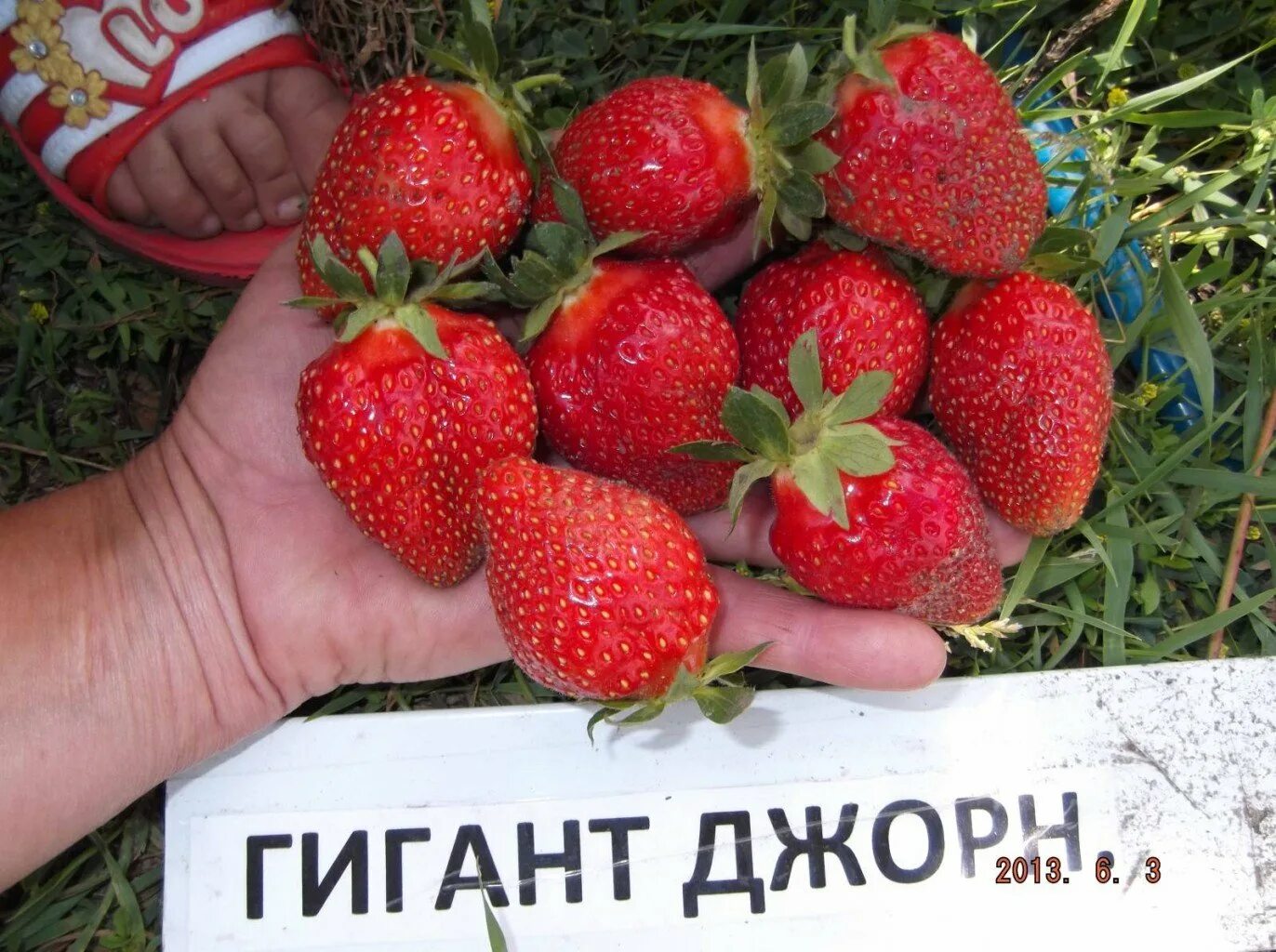 Клубника Гигантелла куст