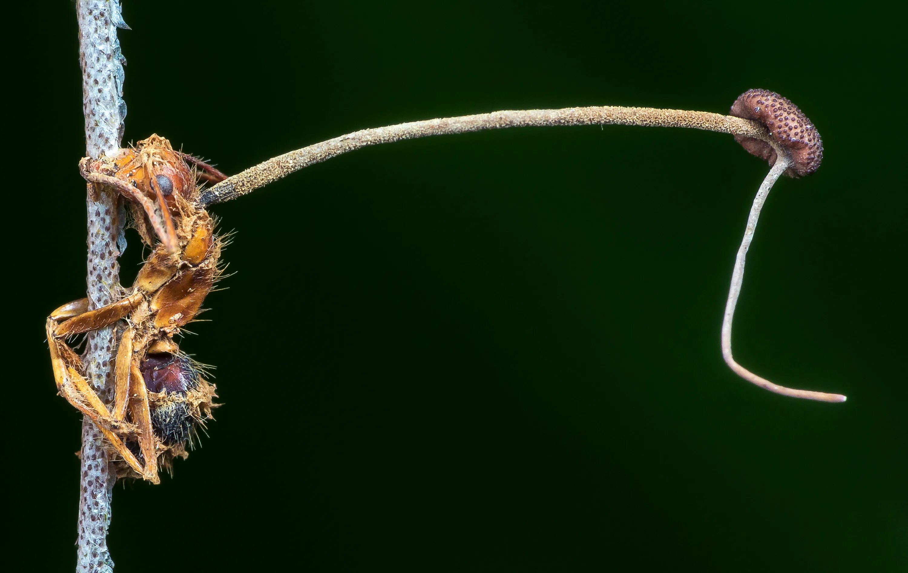 Pin on sustainABILITY