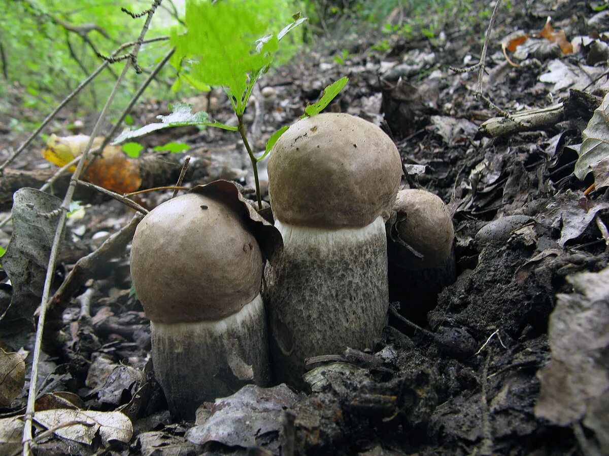 Первый гриб весной название. Leccinum duriusculum. Подберезовик твердоватый. Обабок Дальневосточный гриб. Весенние грибы в Подмосковье съедобные.