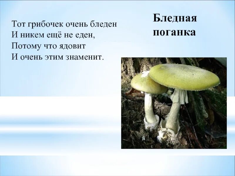 Доклад о лесных опасностях 2 класс окружающий. Опасности в лесу презентация. опасности в лесу окружающий мир. опасности в лесу 2 класс. бледная поганка.