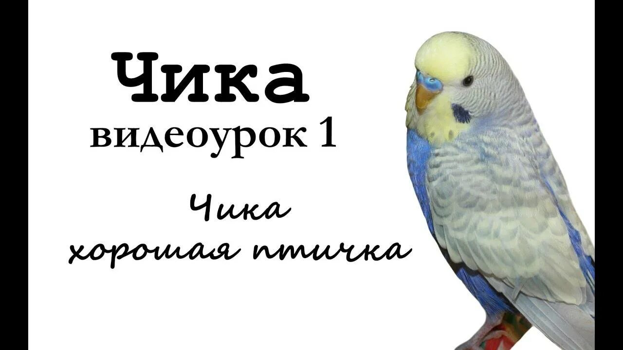 Попугай говорит уроки. Видеоурок научить попугая говорить. Обучающий урок как научить попугая разговаривать. Слова учить для попугайчика.