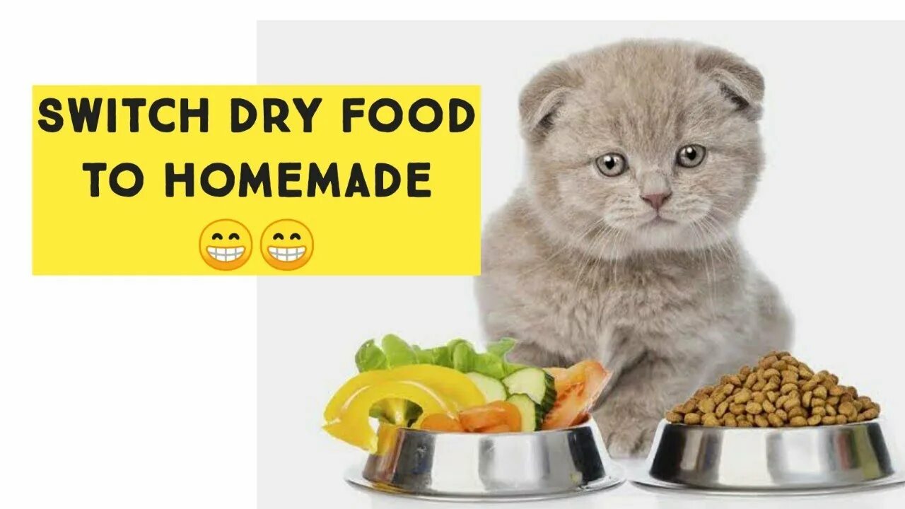 Каким кормом кормить шотландских котят. Кошки шотландки чем кормить.