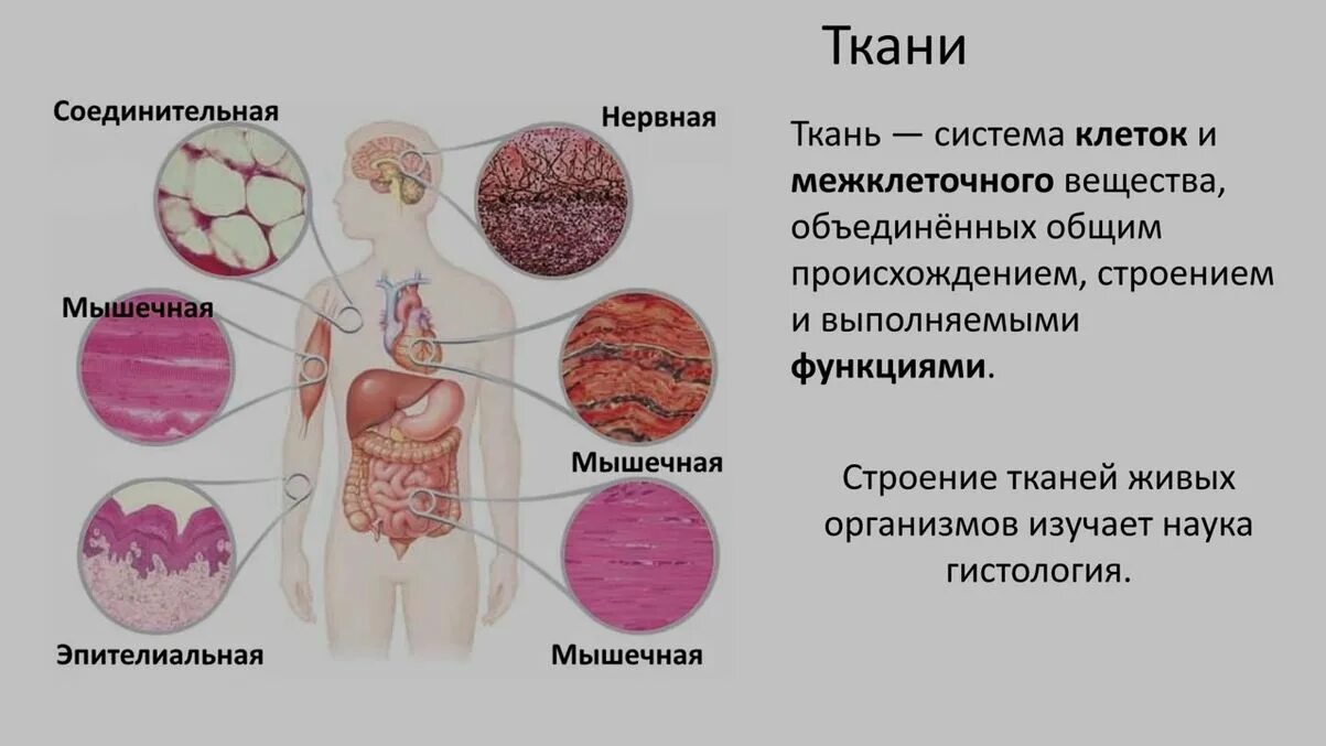 Соединительная система человека. Строение организмов. ткани и органы организмов. ткани в организме человека и их функции. биология ткани человека. строение тканей человека.