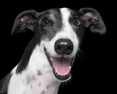 Dog crazy
