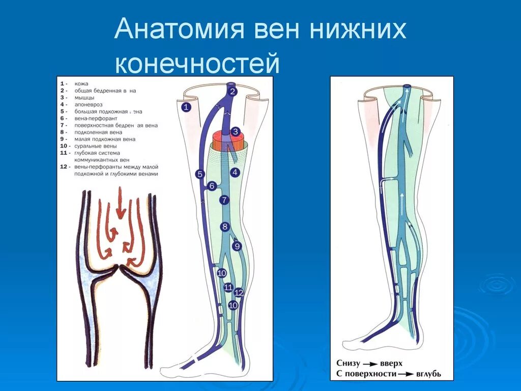Вены ног клапаны. Подкожные вены голени анатомия. Суральная Вена нижних конечностей анатомия. Анатомия коммуникантные вены нижних конечностей. Вены нижних конечностей схема.