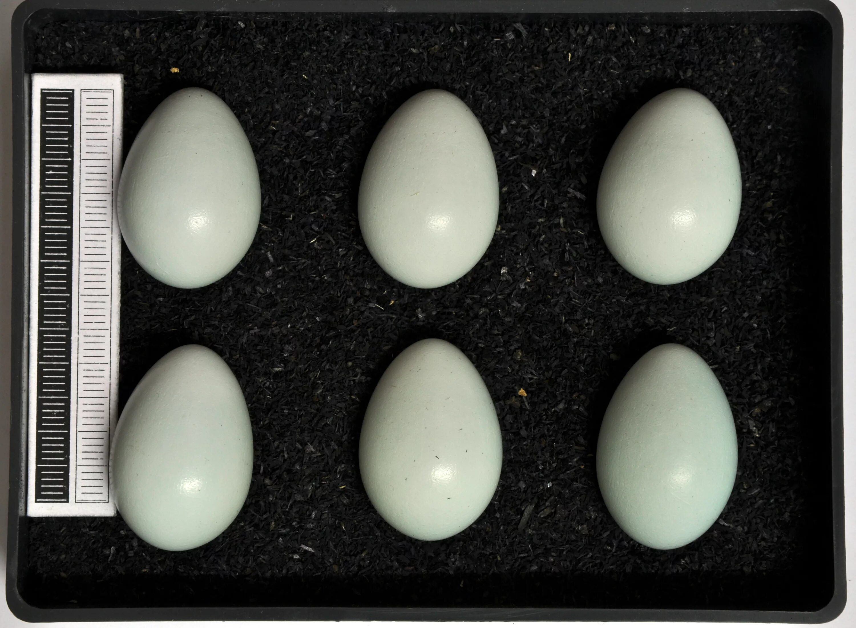 Яйца скворцов фото. Яйца скворца. Цвет яиц у Скворцов. Размер яйца скворца. Яйца в Германии.