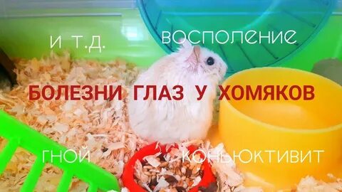 У хомяка гноится глаз что делать