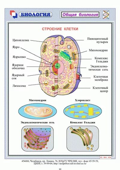 Тема по биологии строение клетки. Генетика клетка строение и функции. схема строения клетки многообразие клеток. строение клетки наследственные структуры клетки. схема строения и функции клетки.