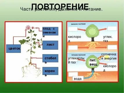 Таблица фотосинтез дыхание 6 класс