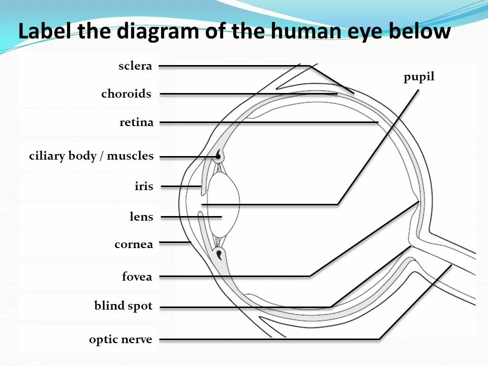 Label these diagrams