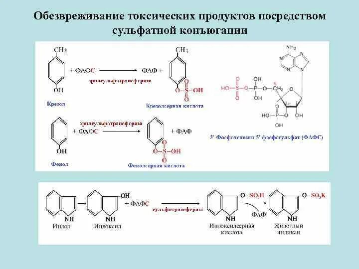 Обезвреживание веществ в печени. Реакция конъюгации с глюкуроновой кислотой. Виды конъюгации ксенобиотиков. Типы реакций конъюгации. Реакции конъюгации в печени.