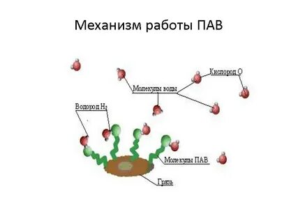 Пав на английском