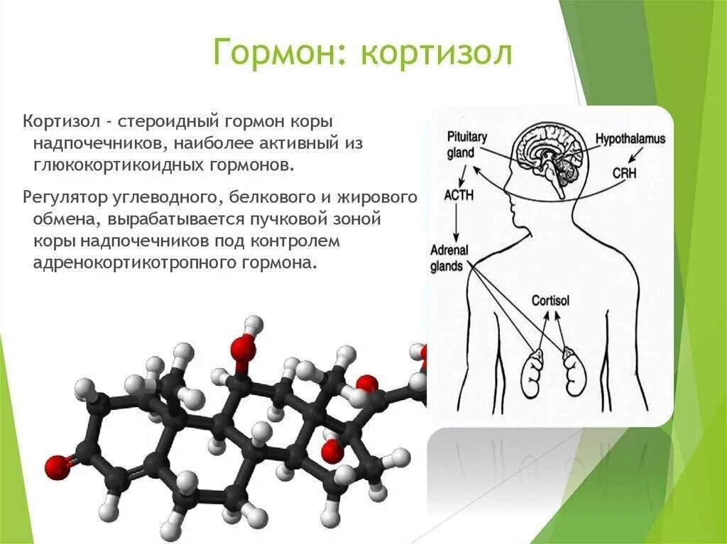 Анализ крови на стресс