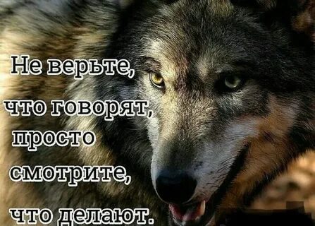 Волки со словами
