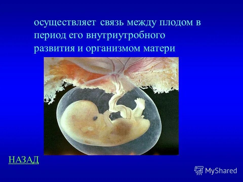 Зародыш эмбрион плод стадии. Яйцекладный и внутриутробный. Прямое развитие примеры. Внутриутробные млекопитающие. Этапы развития эмбриона лошади.