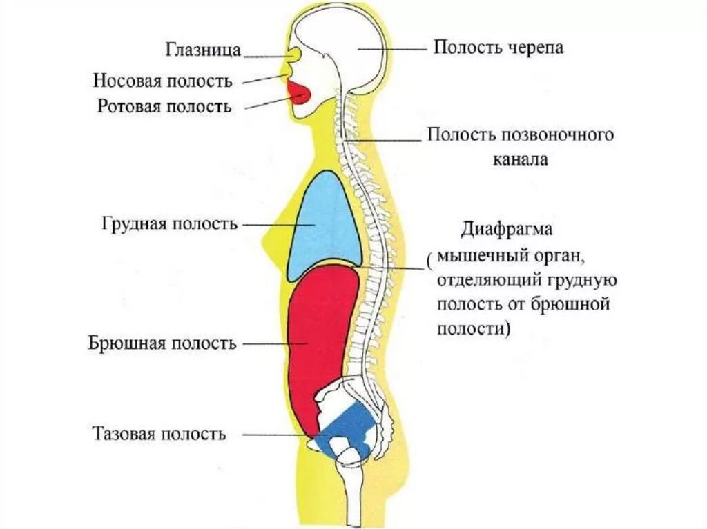 Полости тела перечислить