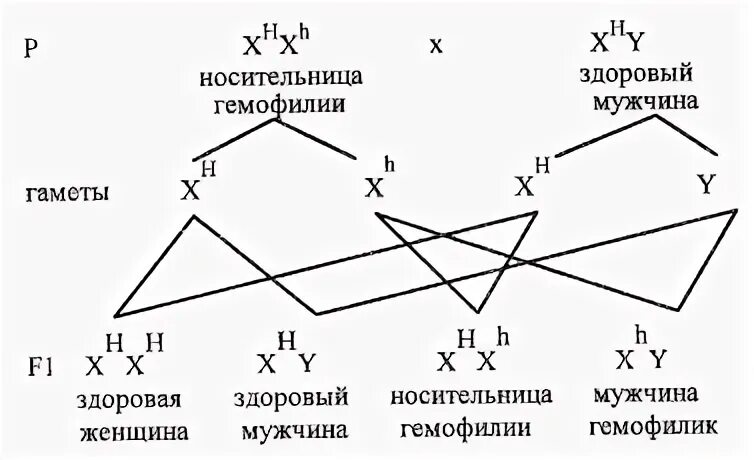 Генотип здорового мужчины