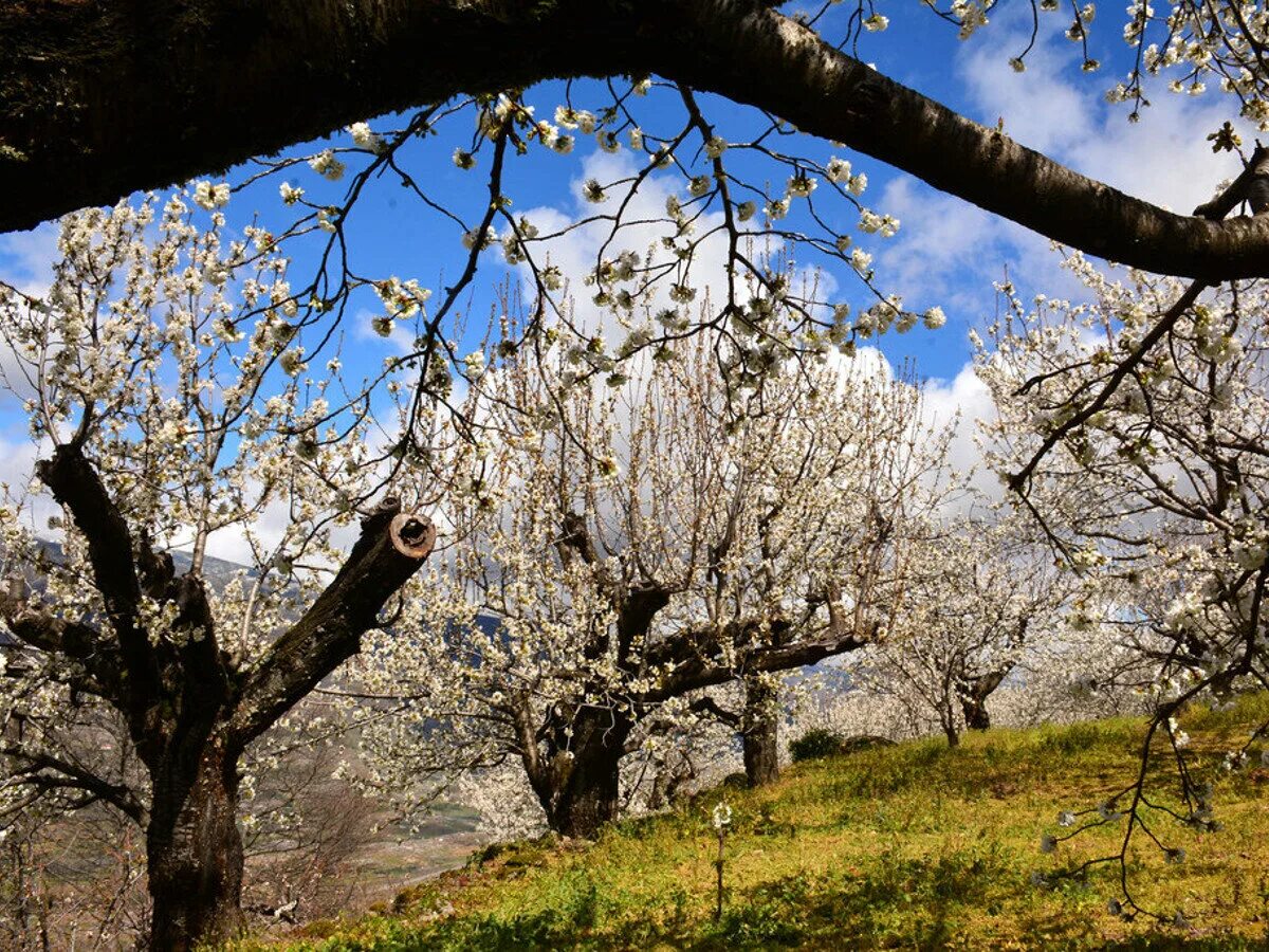 Валенсия фестиваль лас фальяс. Гран канария испания. Испания в марте. Лас фальяс в испании. Цветок пальма де майорка.