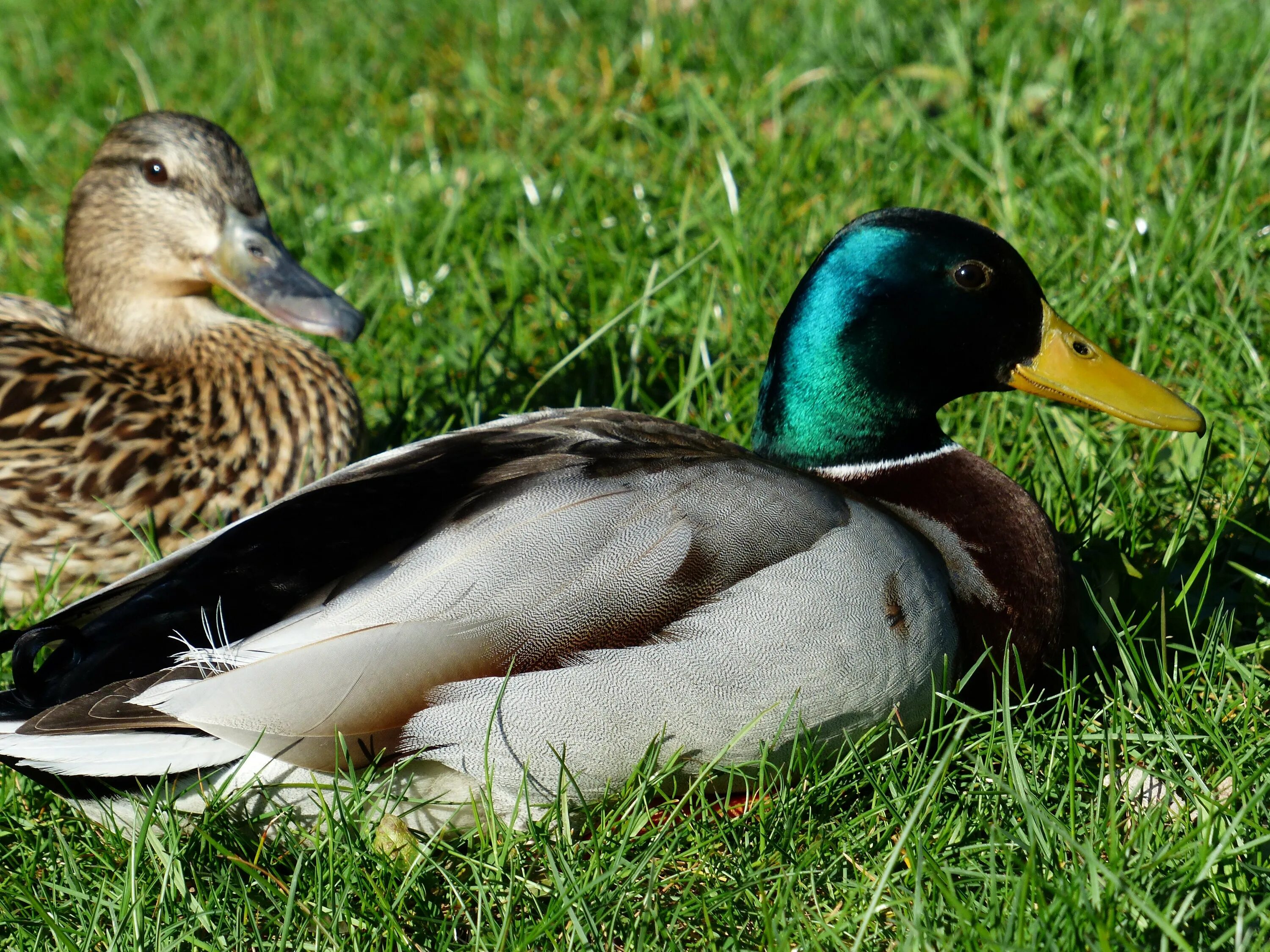 P duck
