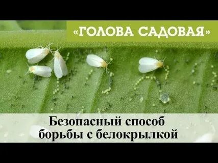 Чем помыть теплицу от белокрылки осенью