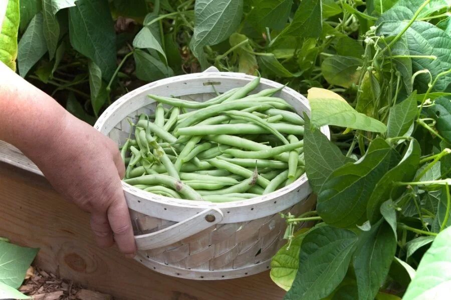 Можно ли посадить фасоль. Фасоль спаржевая и стручковая. Фасоль Журавушка спаржевая. Фасоль спаржевая Касабланка. Спаржевая фасоль растение.