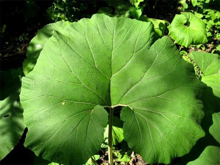 Роди. Церцис дерево листья. Cercis griffithii boiss. Дерево с круглыми листьями. Копытень европейский asarum europaeum.