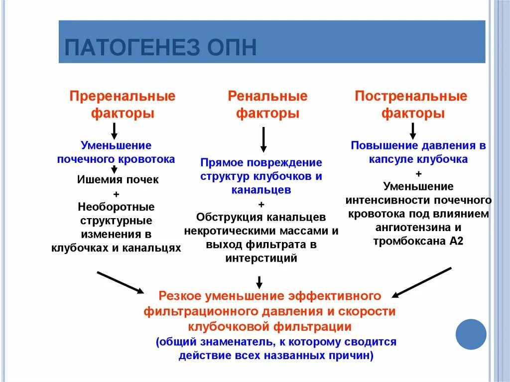 К возникновению инфекционных заболеваний почек может привести. Синдром острой почечной недостаточности (ОПН. Ренальная ОПН патогенез. Патогенез ОПН схема. Патогенез острой почечной недостаточности патофизиология.