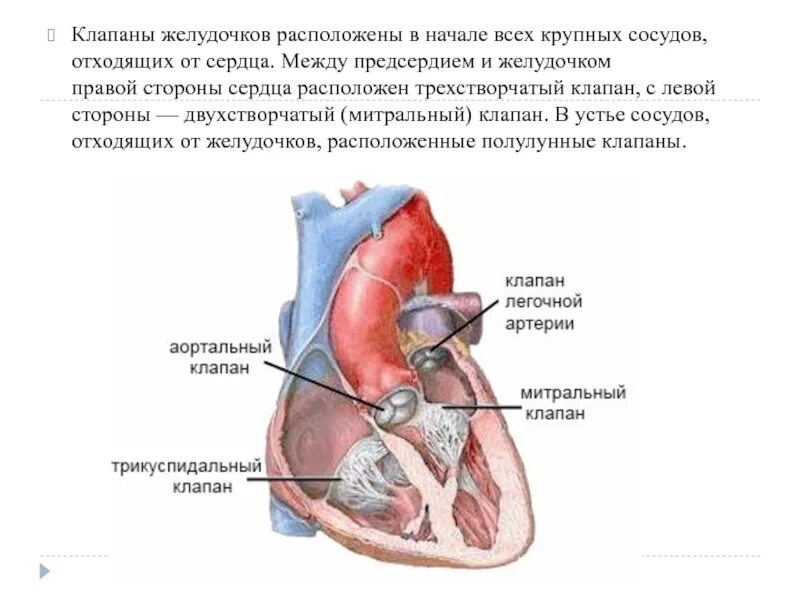 Между предсердиями и желудочками сердца находятся. Митральный (двухстворчатый) клапан располагается:. митральный клапан расположен между левым предсердием. митральный и трехстворчатый клапаны. двустворчатый (митральный) клапан расположен.