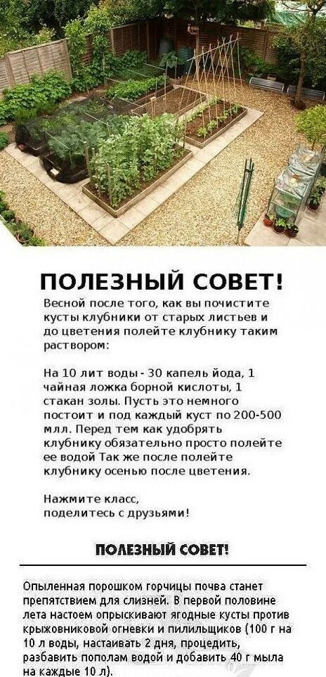 Огород дача советы. Советы дачникам. сад огород дача полезные советы. полезные советы для сада.